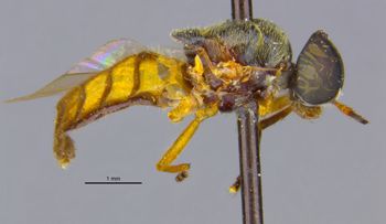 Media type: image;   Entomology 32553 Aspect: habitus lateral view